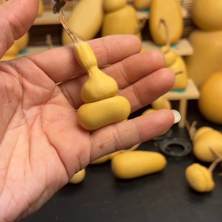 ⭐**前葫芦葫芦葫芦葫芦葫芦葫芦