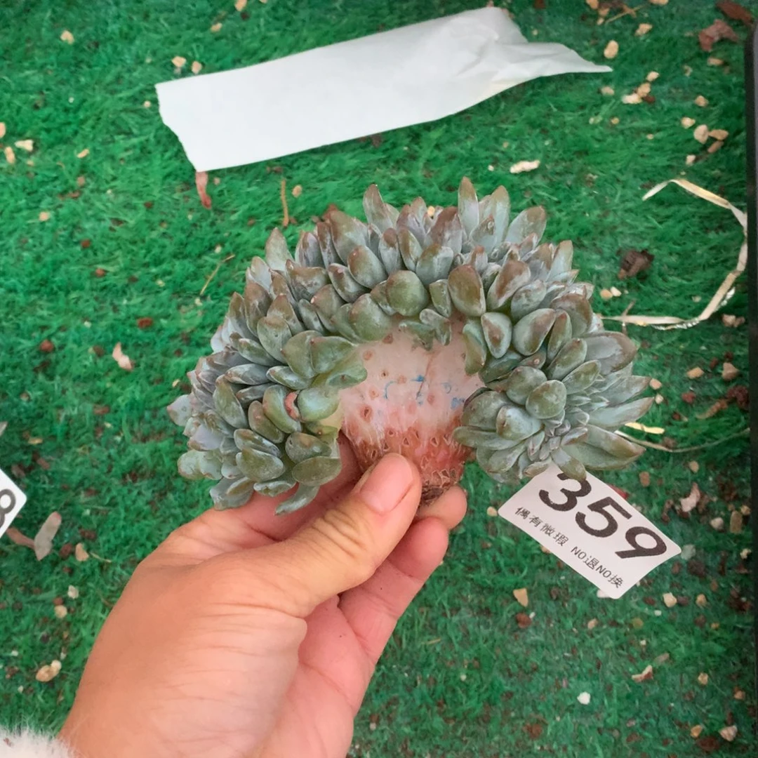 359橙子缀化多肉植物