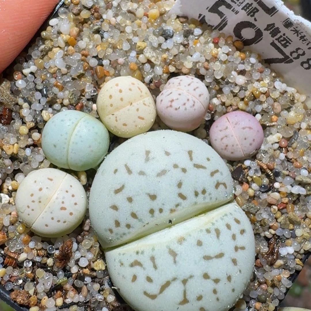 Zzzz精品生石花597