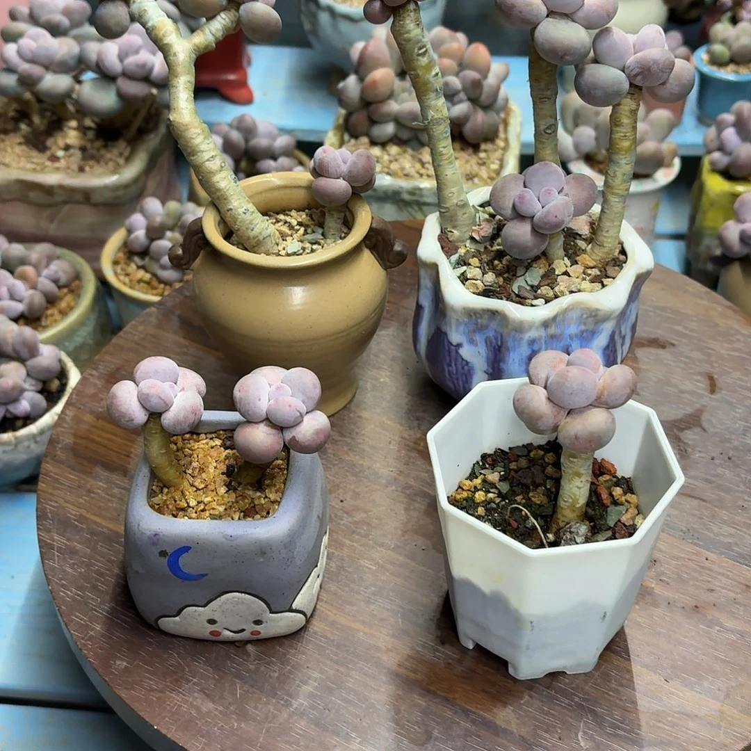 信***涛多肉漂亮不退不换