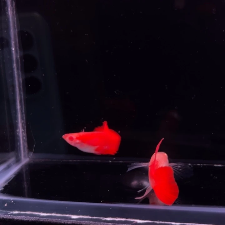 孔雀鱼血红大C1对
