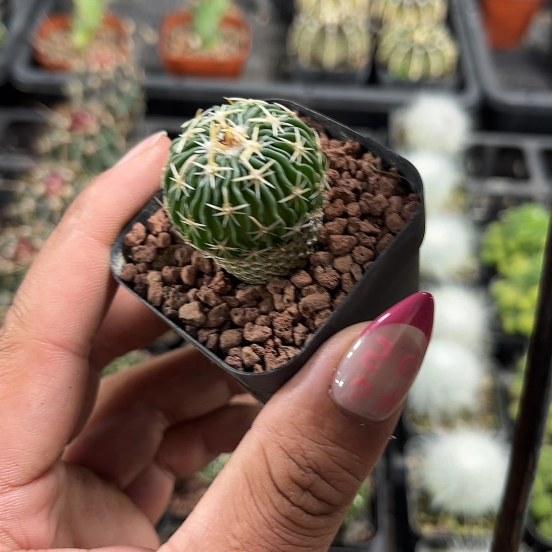 太刀岚单头发货单头发