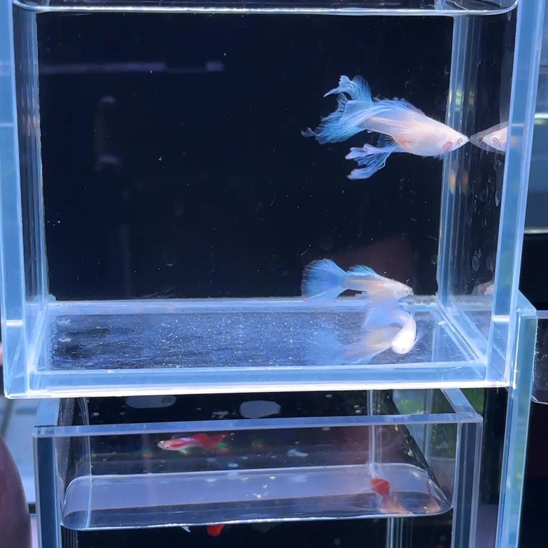 孔雀鱼天空蓝缎带c欧翼冠尾