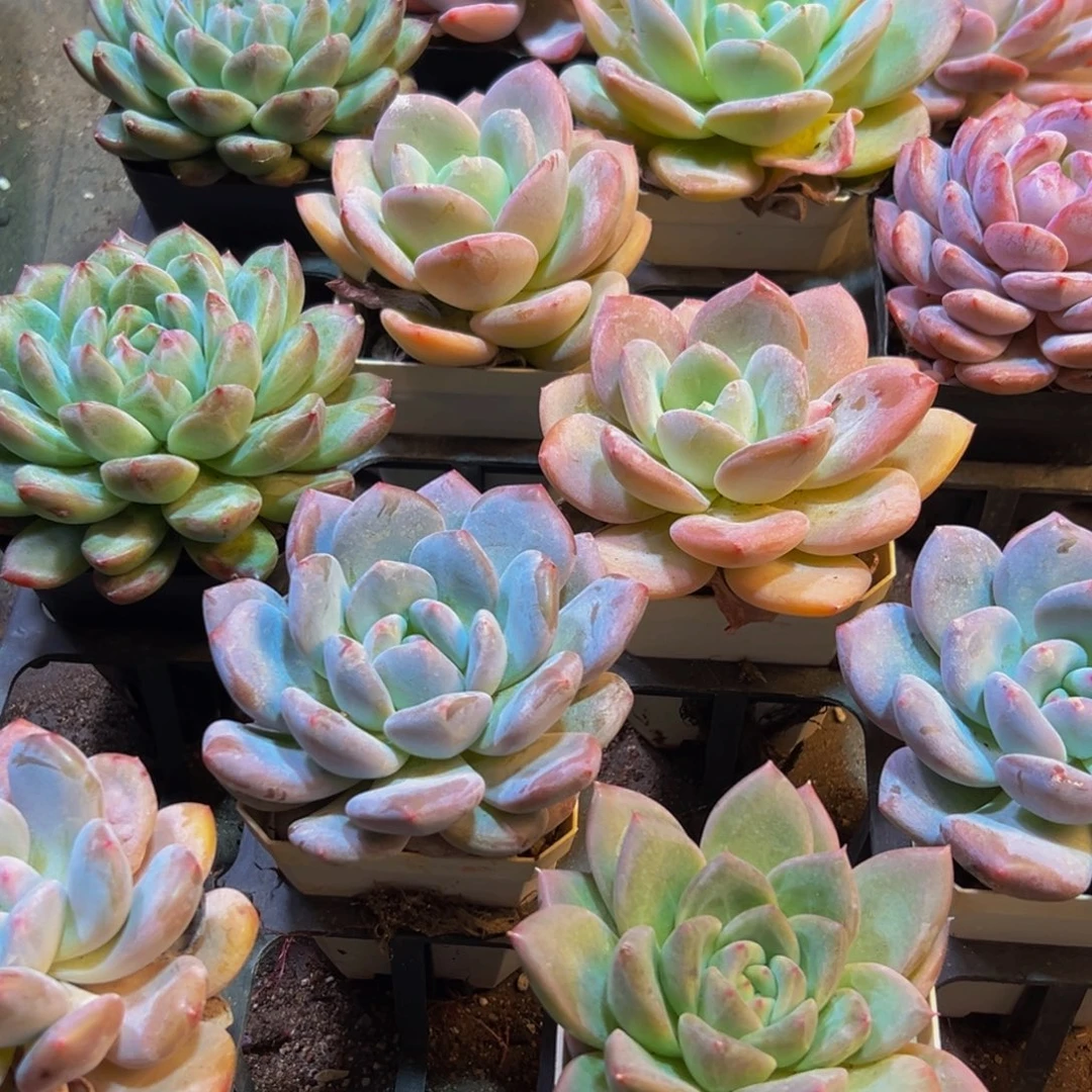 534谢谢小纯纯粹粹纯纯粹粹