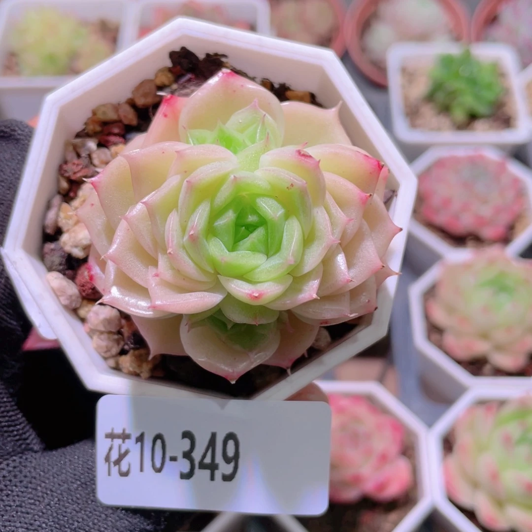 花利美10-349麦秆