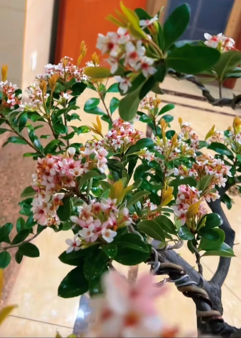 海岛春花 茶室空间造景，庭院鱼缸绿植