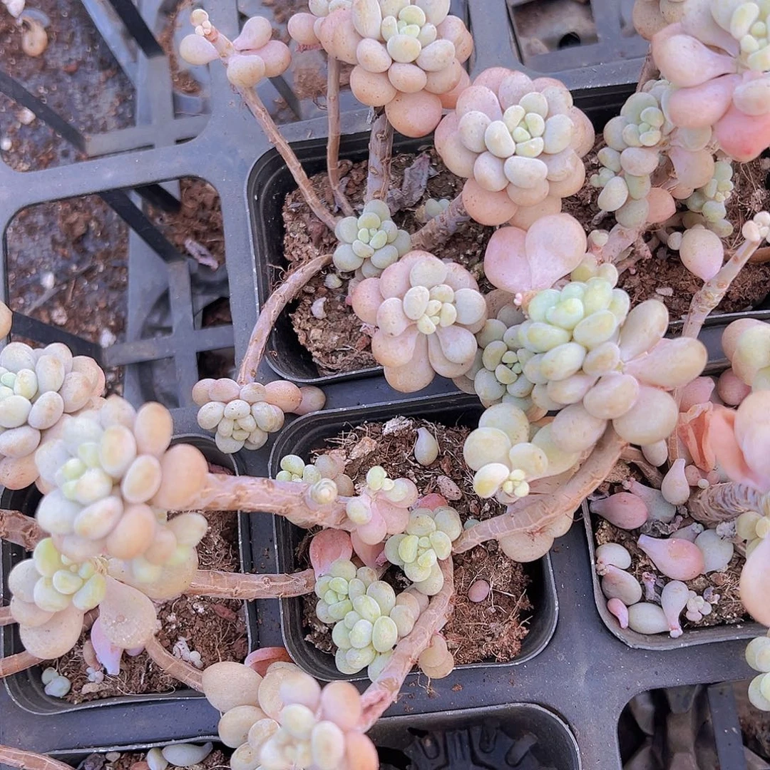 洛可可老桩2盆无售后