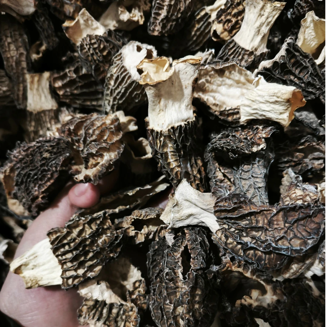 破损羊肚菌干货煲汤中小1.5公分筛网