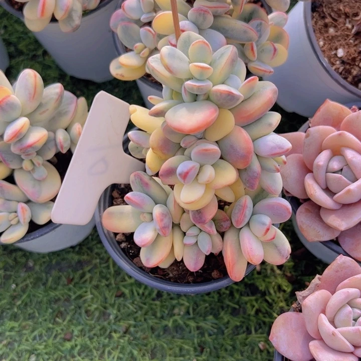 健健康康平平安安