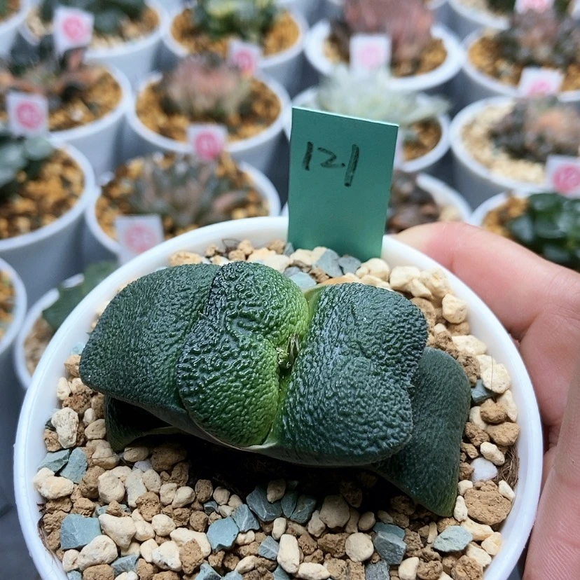 【闪购商品】用****7121蝴蝶卧牛