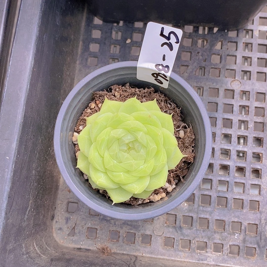 0928-25-精品梨花单头福利一颗一物一拍