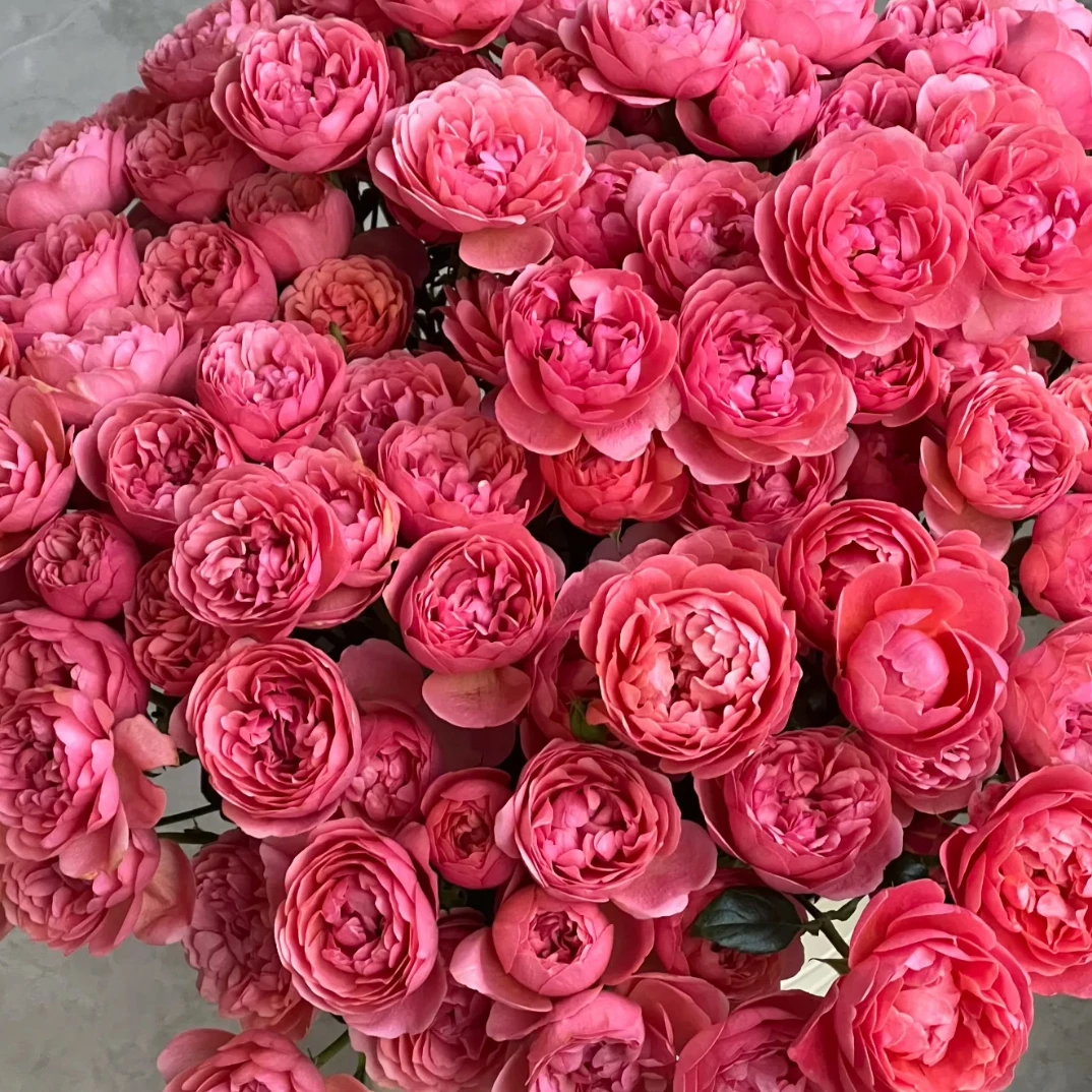 10支桃红果汁多头 玫瑰   云南基地直发 任意两单起发