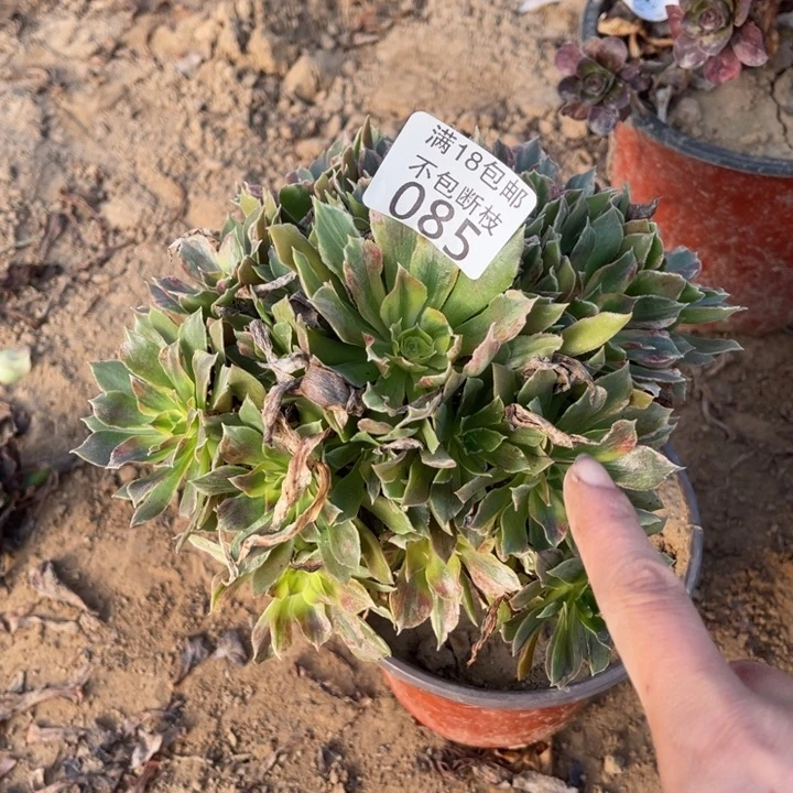 085光辉七彩手捧2号