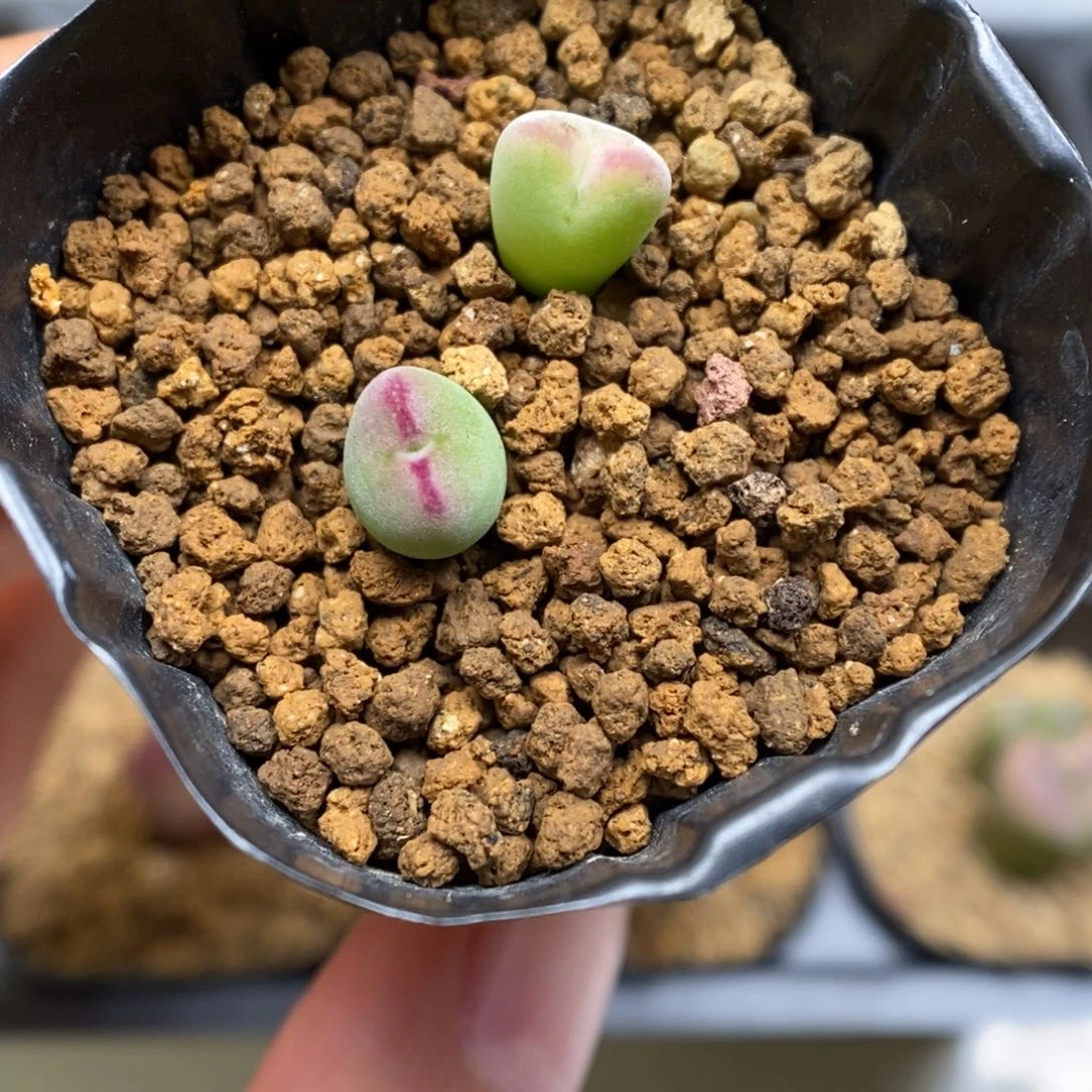 多肉植物肉锥杂交K-5659