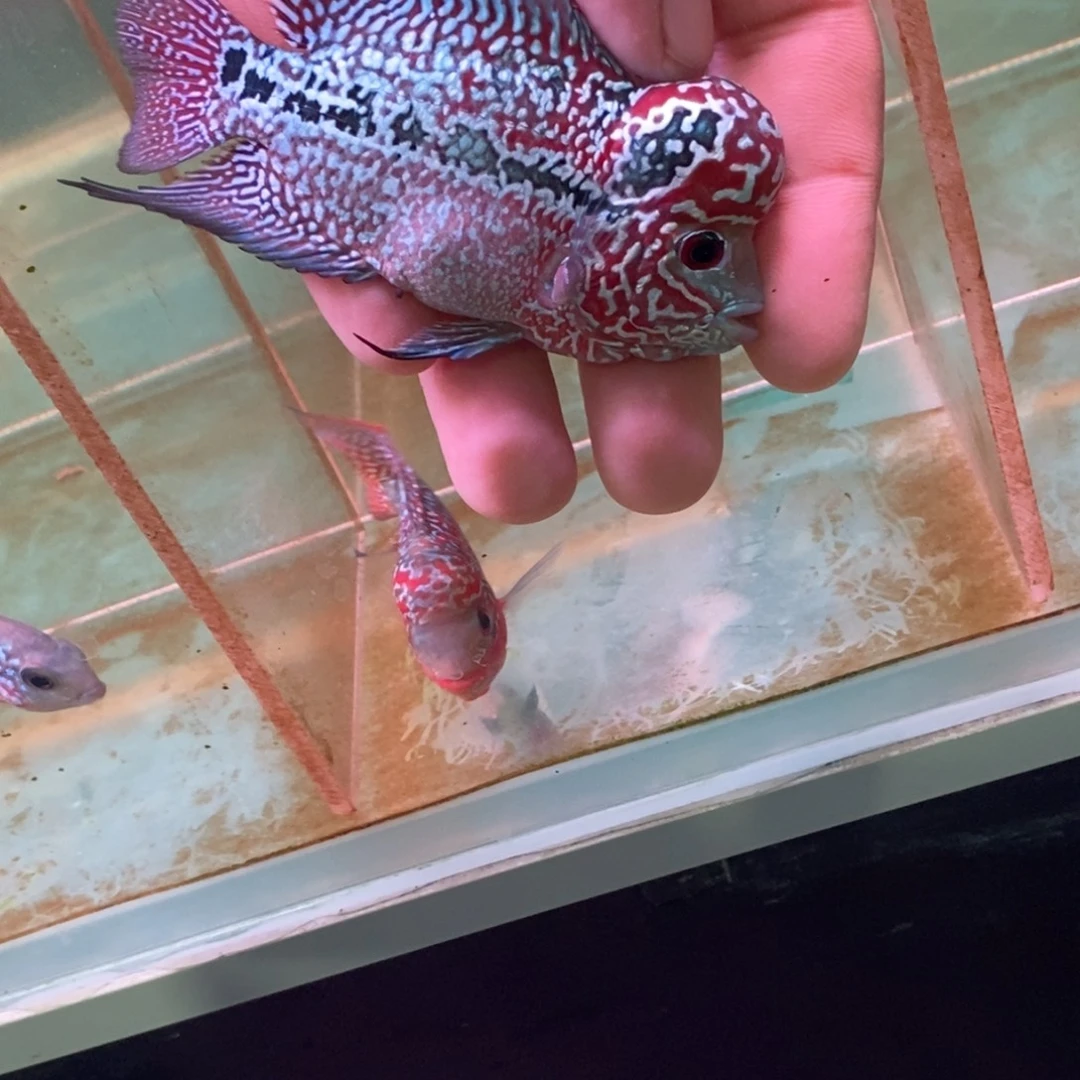 @***德罗汉鱼大发直播间专拍