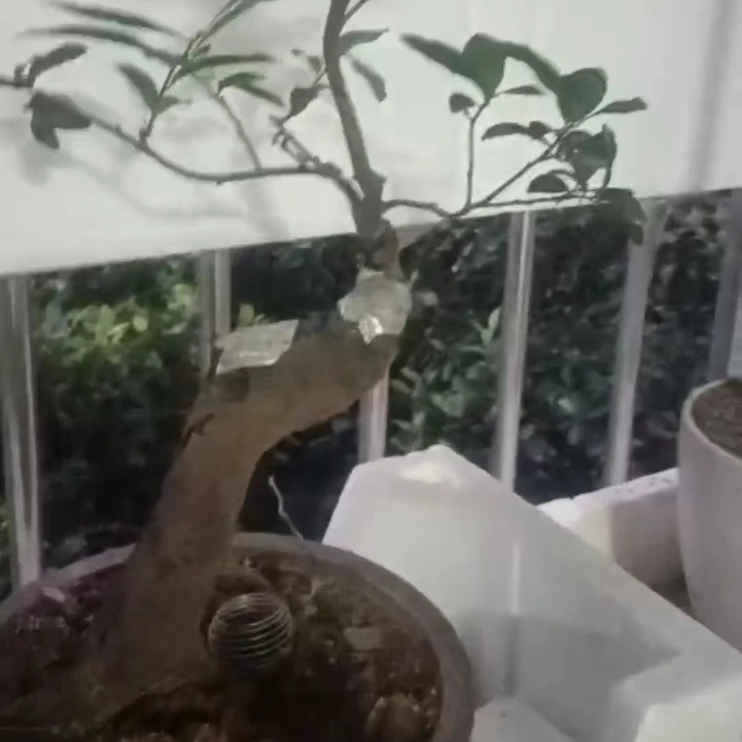 金弹子盆景素材，大小规格都有