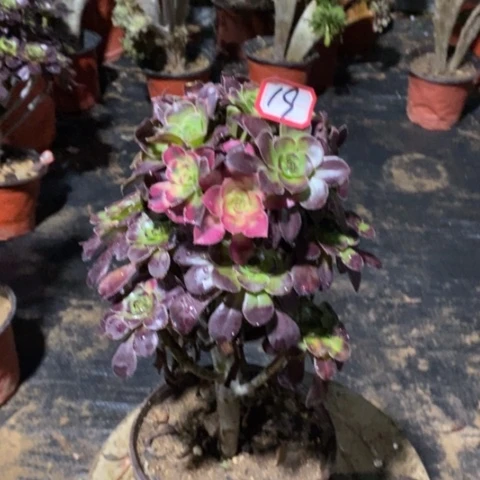 花蝴蝶捧花一物一拍