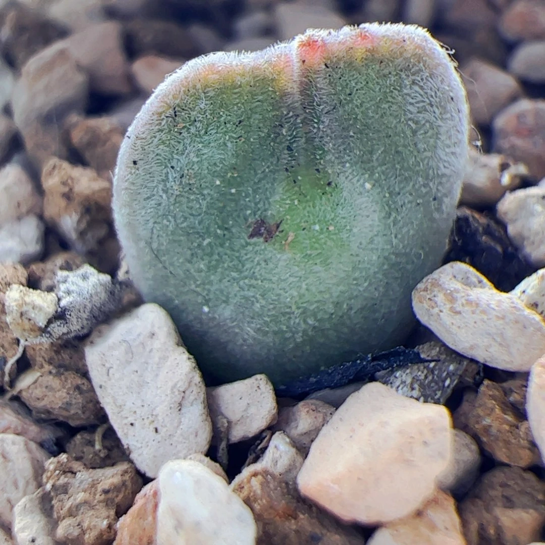 大眼睛空蝉肉锥子