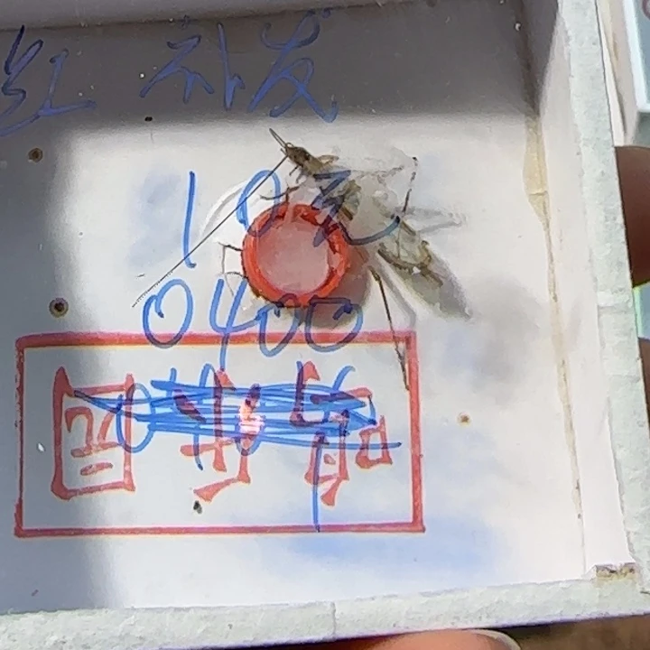 或***许蟋蟀蝈蝈我在外面吃饭呢