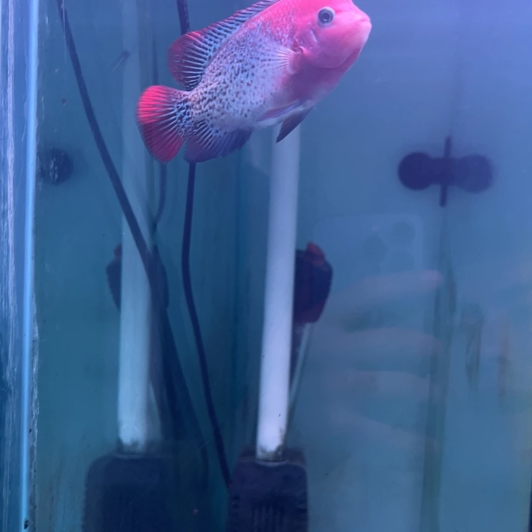 罗汉鱼重血古典罗汉观赏鱼