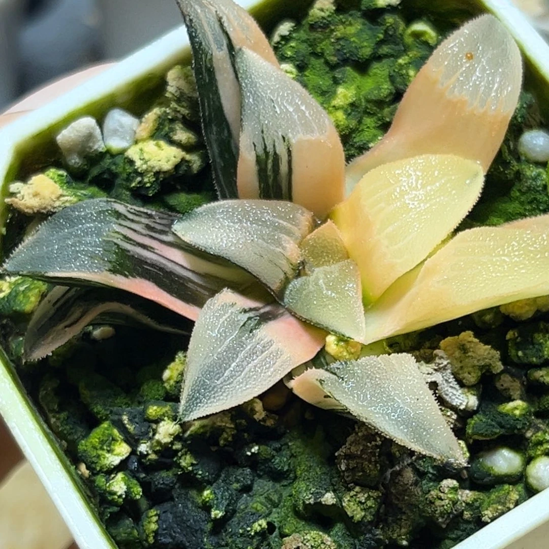 恭喜发财大吉大利611