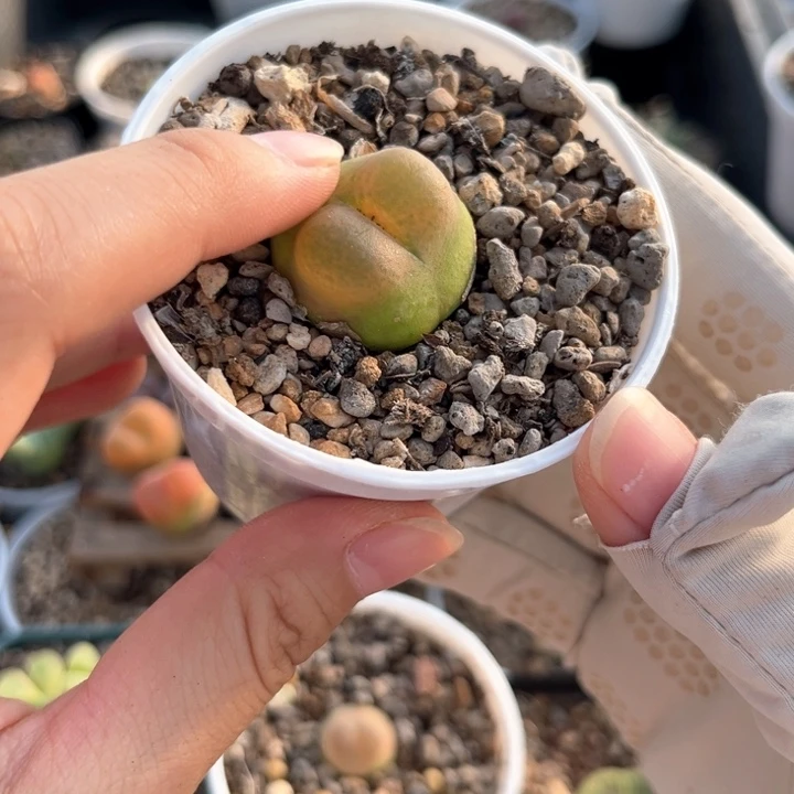 *****一颗漂亮毛毛152号