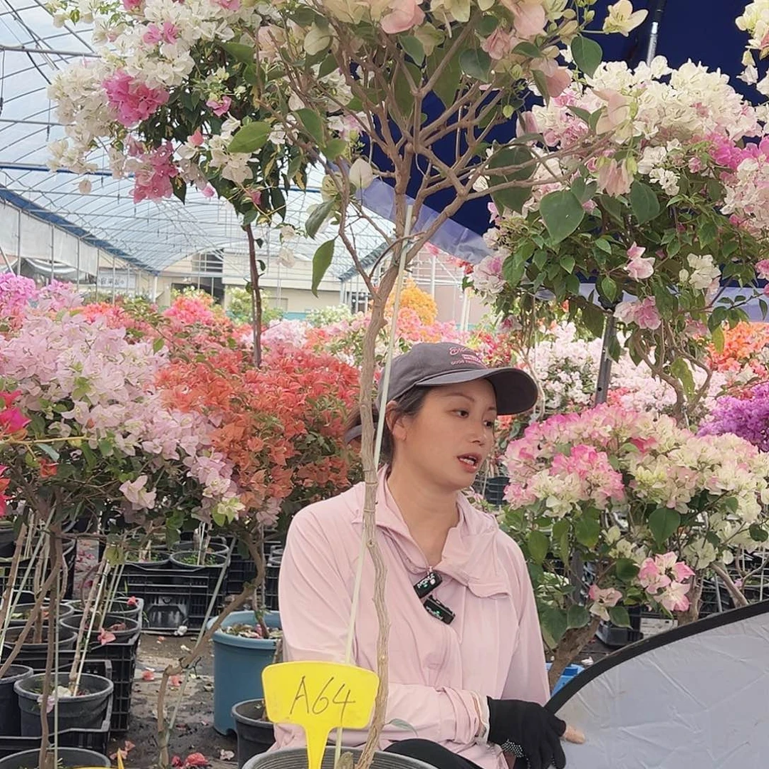 b***姐大部分花苞少量开放A64五宝