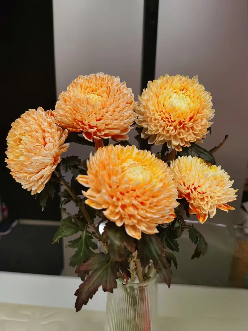 大花橙色【富贵牡丹菊】人间富贵花 年宵花圆满浓情 花期特别长