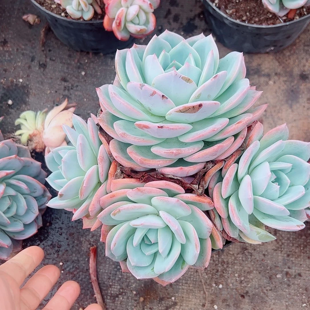 2号凤橙，一物一拍