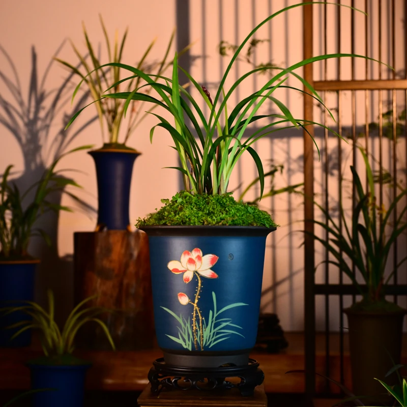 建兰铭品【市长红】高端紫砂兰花草盆栽好种好易养活盆栽顺丰包邮