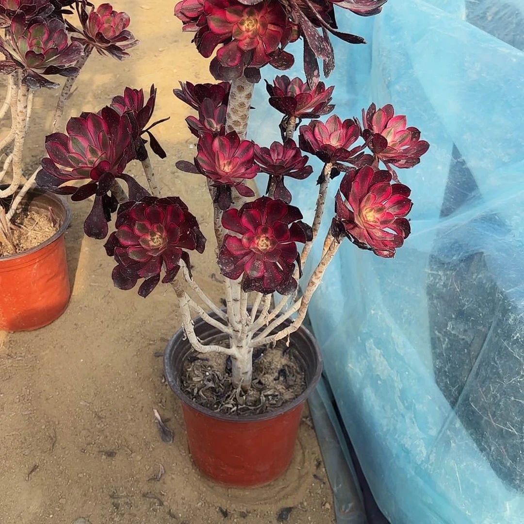 小*896丽娜多肉植物