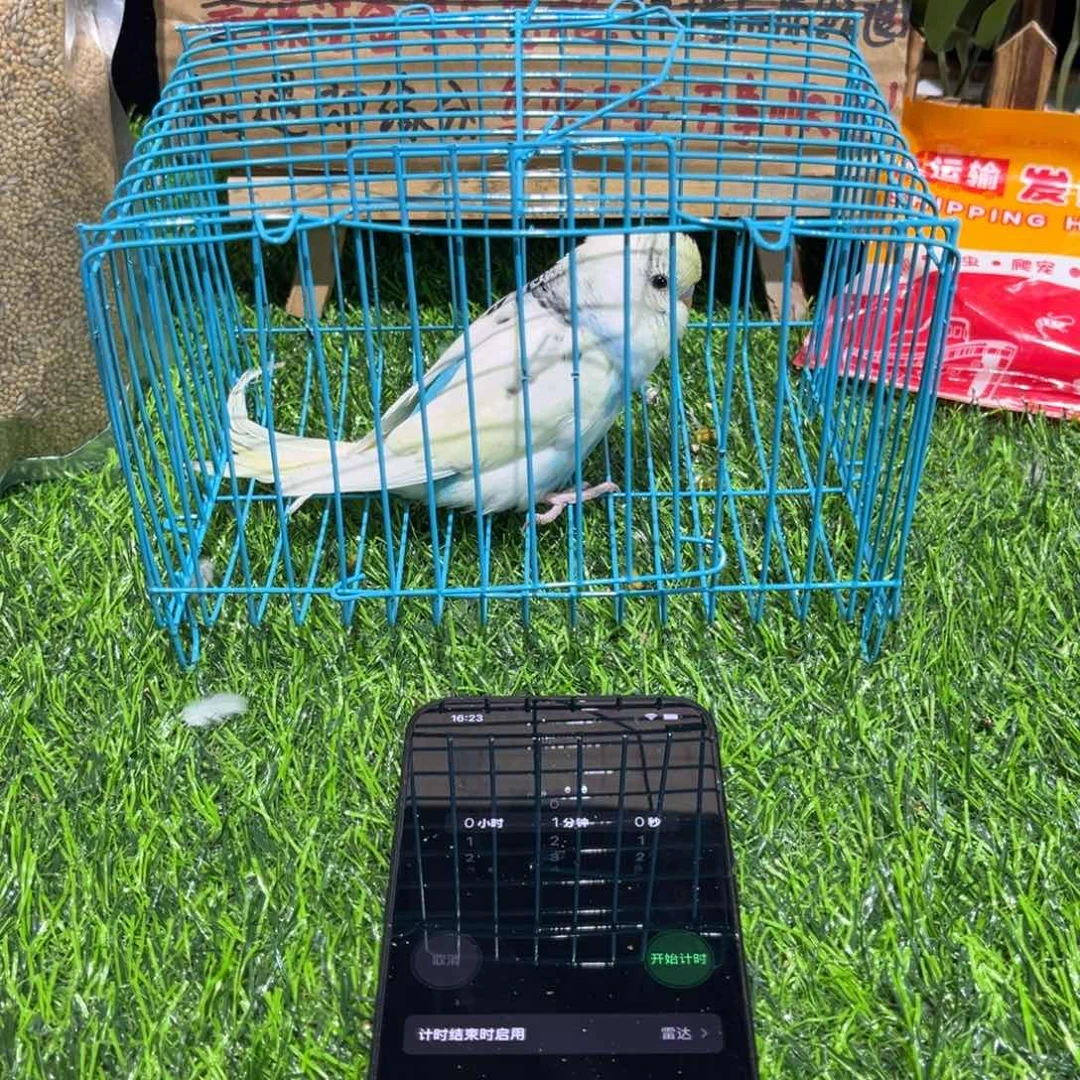 小****虎皮鹦鹉金彩虎皮鹦鹉系列一只，竞拍一物一拍不退换