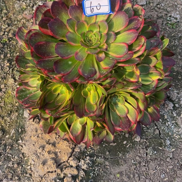 半夏多肉植物老庄