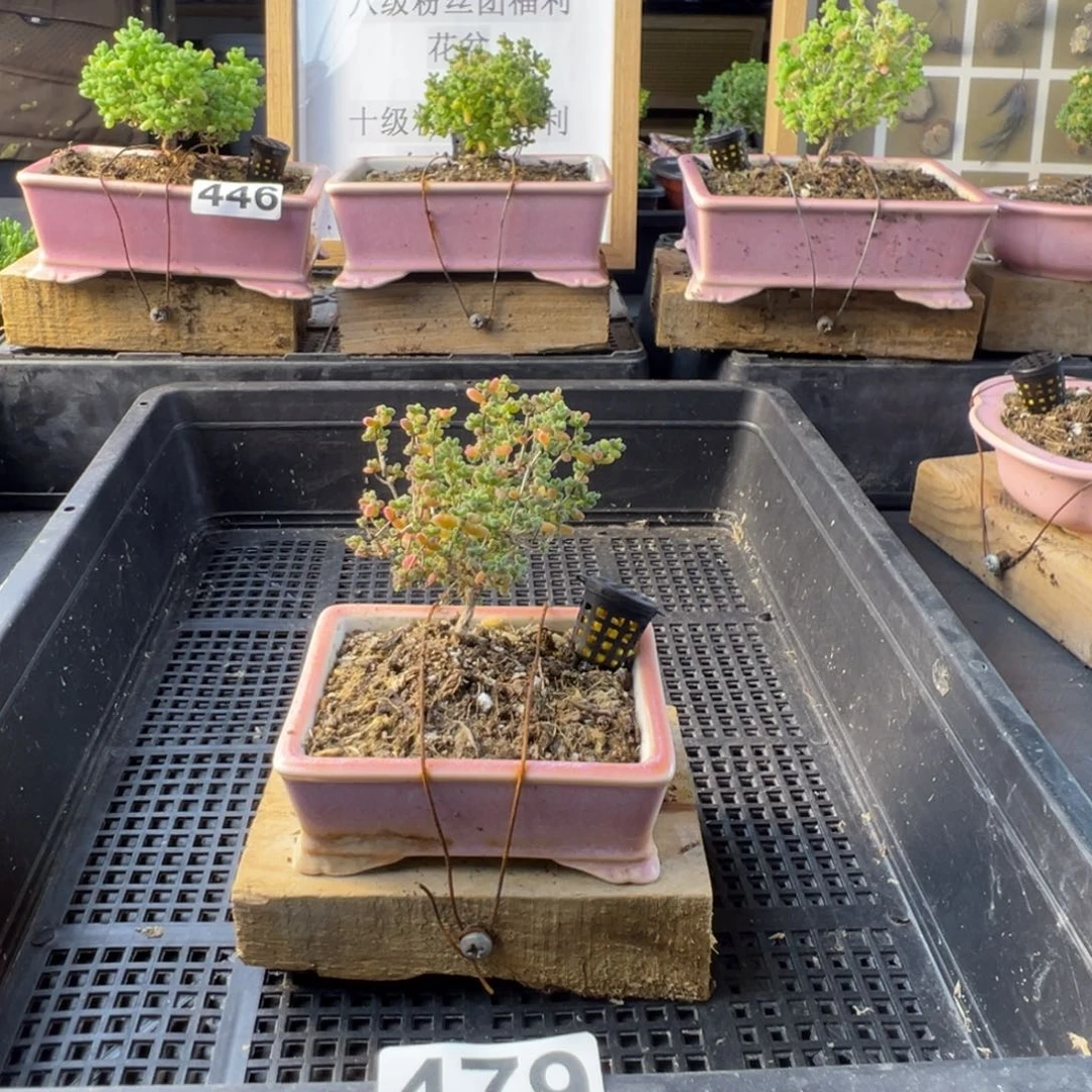 枝干番杏多肉植物479乐