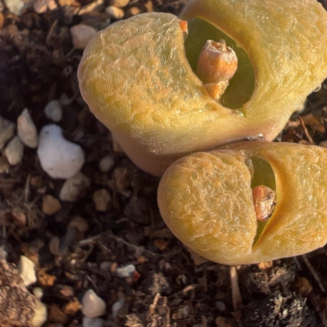 蛋糕多肉植物百科1