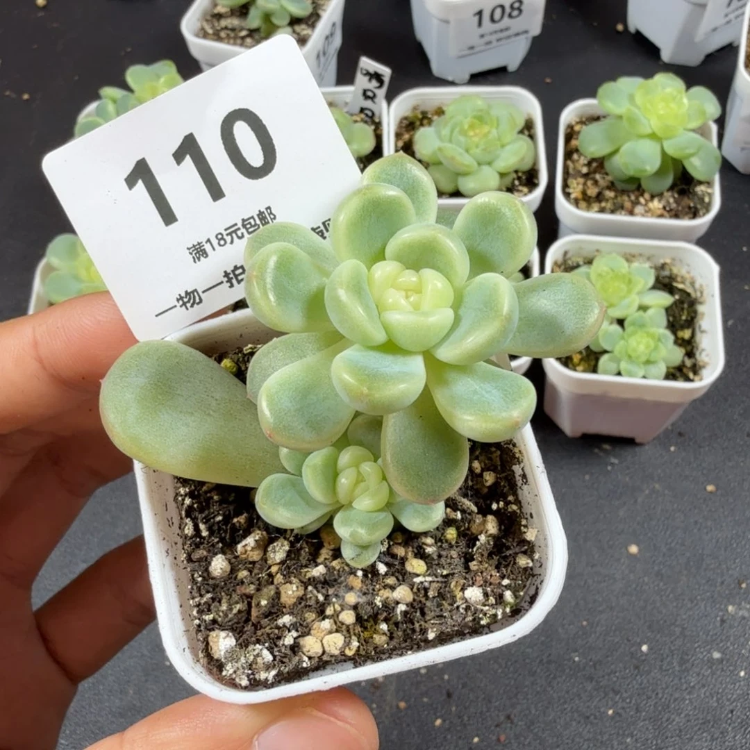 虹***童话双头一物一拍110