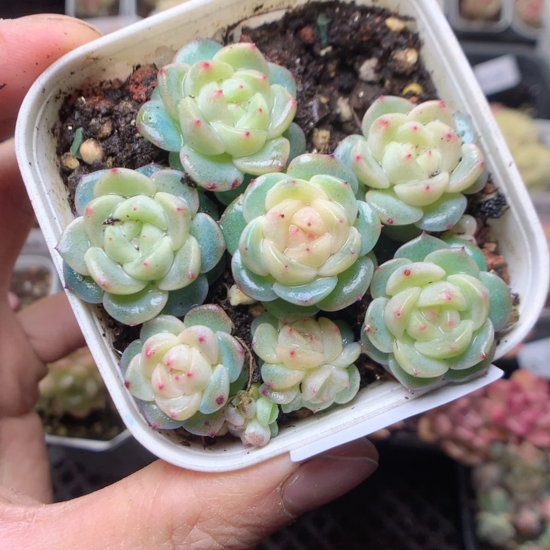 无花朵Q54 甜心yyyyyy