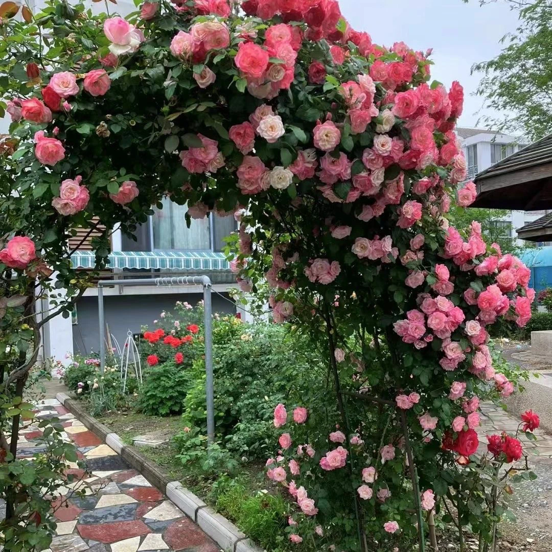 藤本樱霞月季花苗爬藤丰花阳台花园庭院四季开花量蔷薇室外欧月