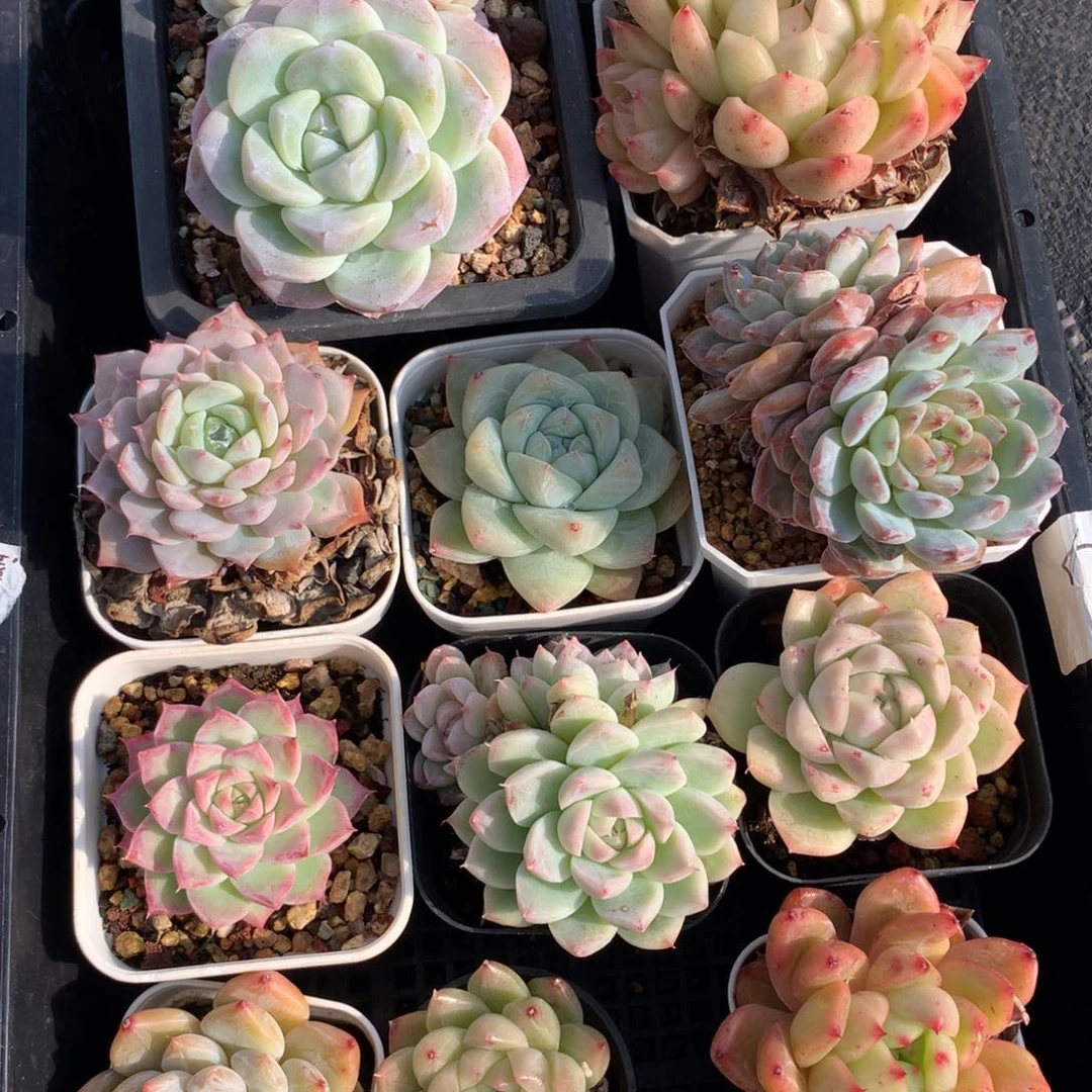 1213-75 套餐一组