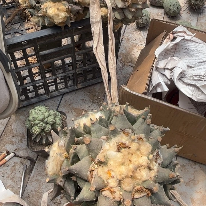 ?***华牡丹仙人球嫁接开花