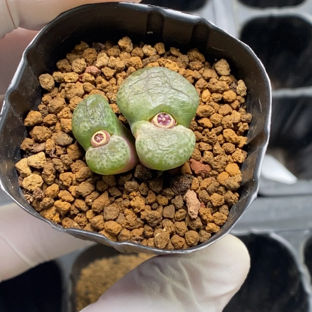 多肉植物肉锥杂交K-464 风铃杂 大窗 彩锦