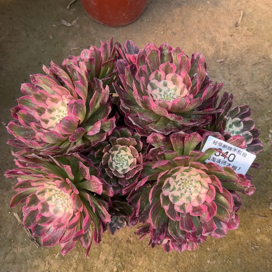 640粉铜多肉植物法师