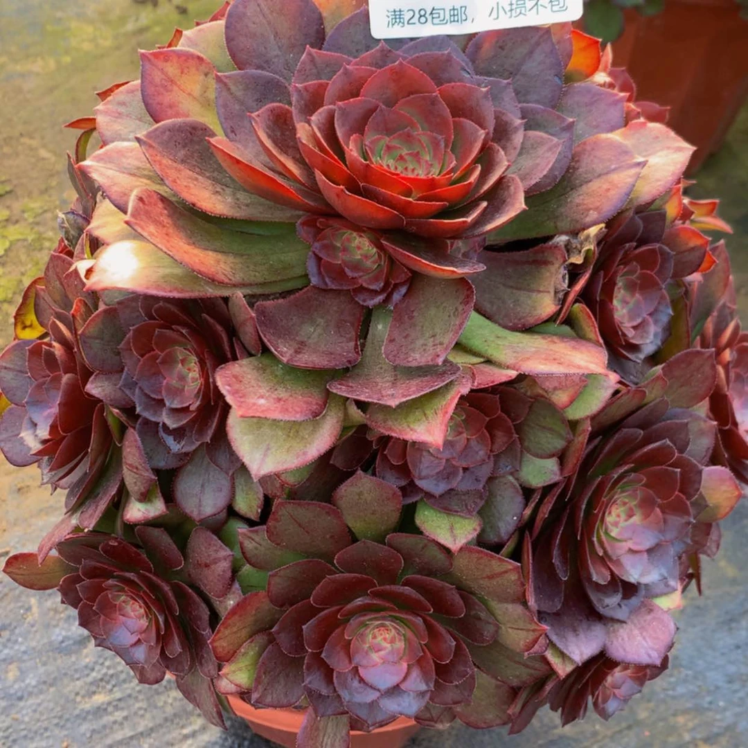 【闪购商品】宁**远128桃花石多肉