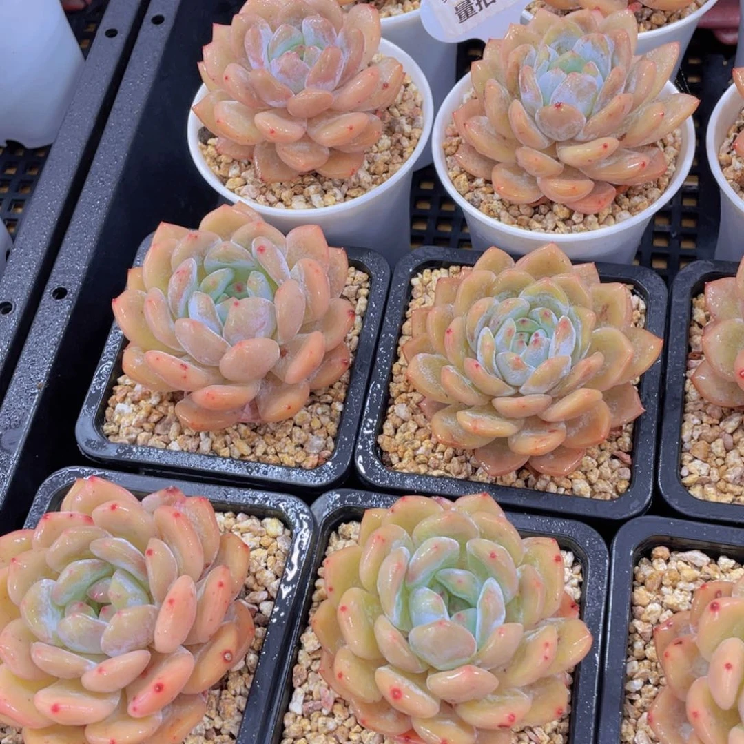 量拍9号 冰透全状态雪天使单头一个