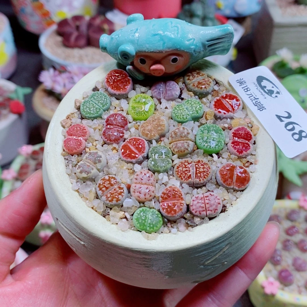 生石花花花花花花268