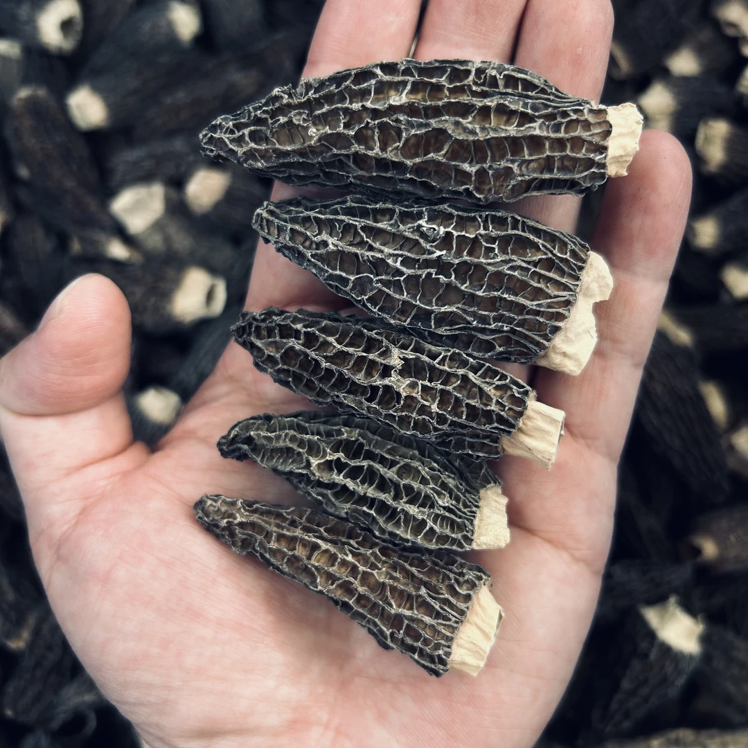 剪脚  厚肉羊肚菌 好香好正