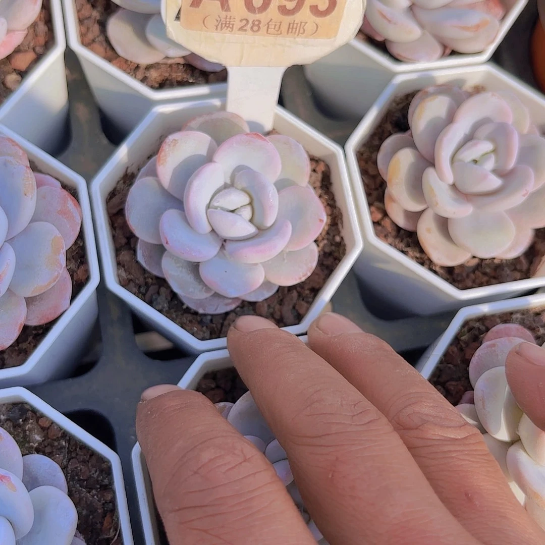 A093粉雪莲一物一拍