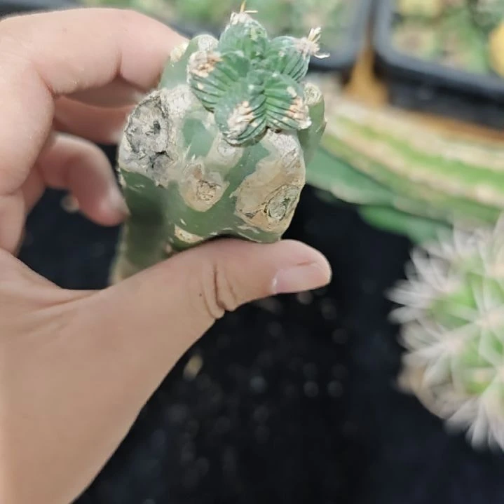 一物一拍，五仙人球！！！