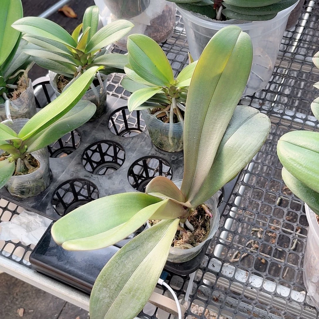 无花朵神仙姐姐2颗高品质