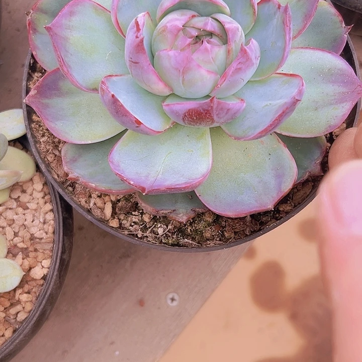 啊***仙惊鸿仙子一物一拍0088